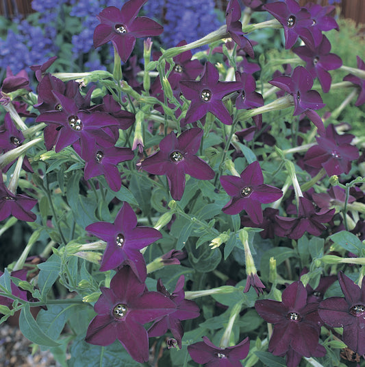 Nicotiana Deep Purple