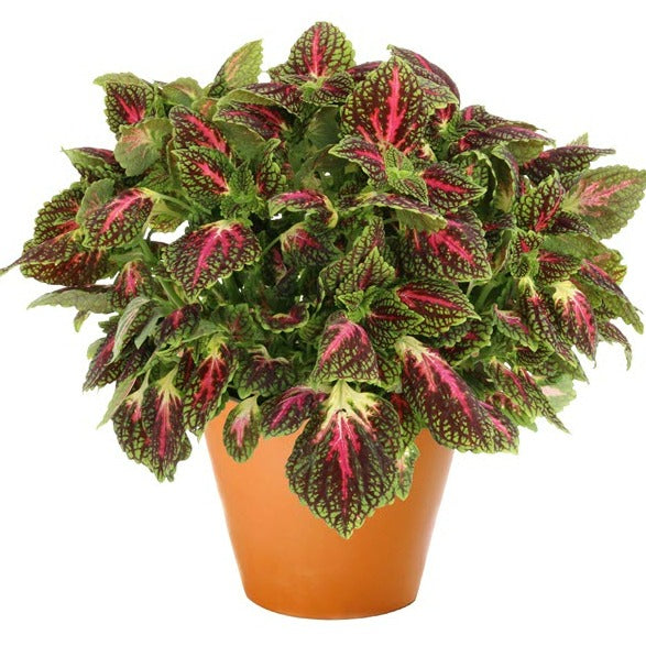 Coleus Mainstreet Series