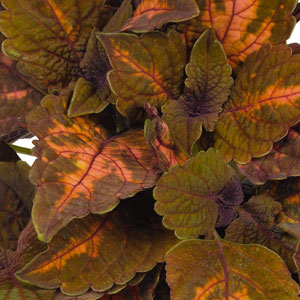 Coleus Mainstreet Series