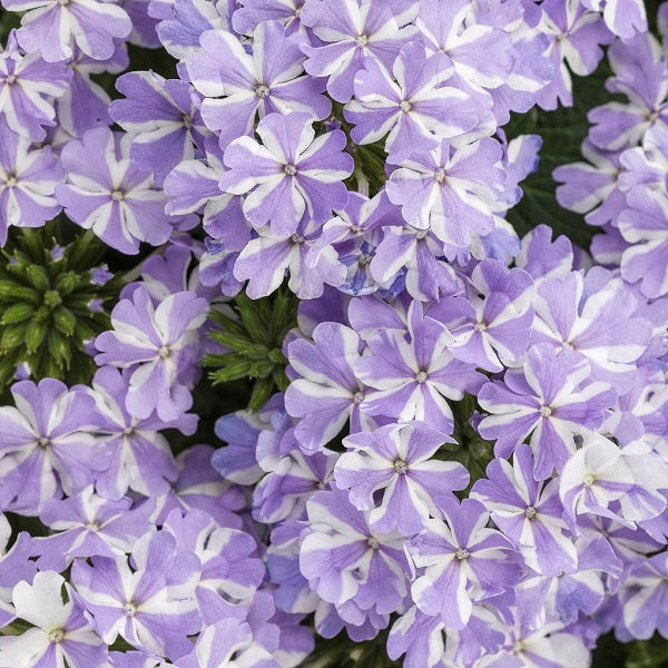 Verbena Superbena Series