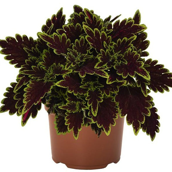 Coleus Mainstreet Series