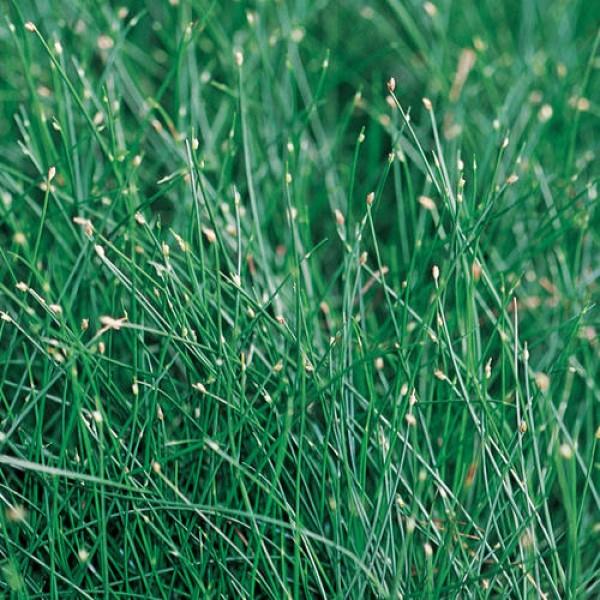 Pennisetum Grass