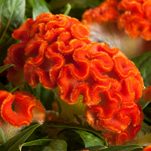 Celosia Twisted Series