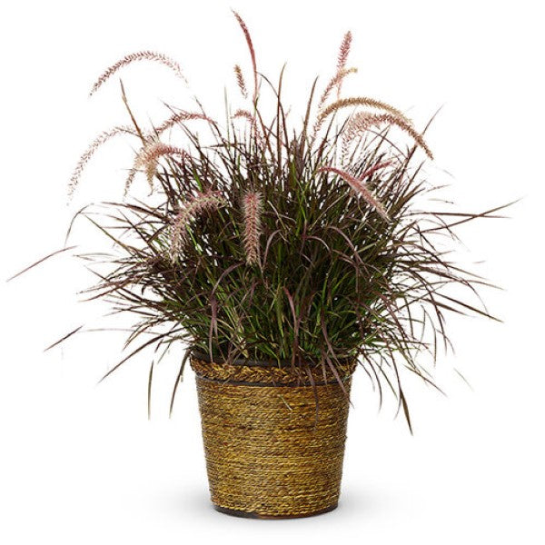 Pennisetum Grass