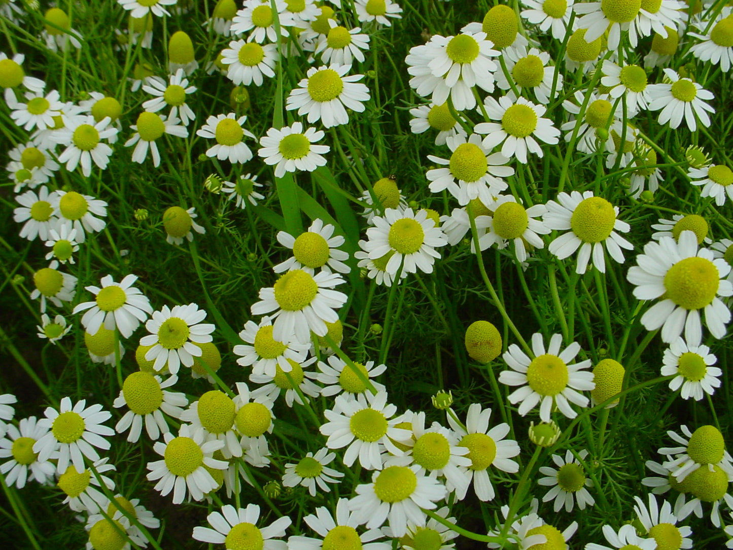 Chamomile