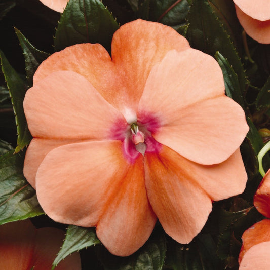 New Guinea Impatiens Celebration Series