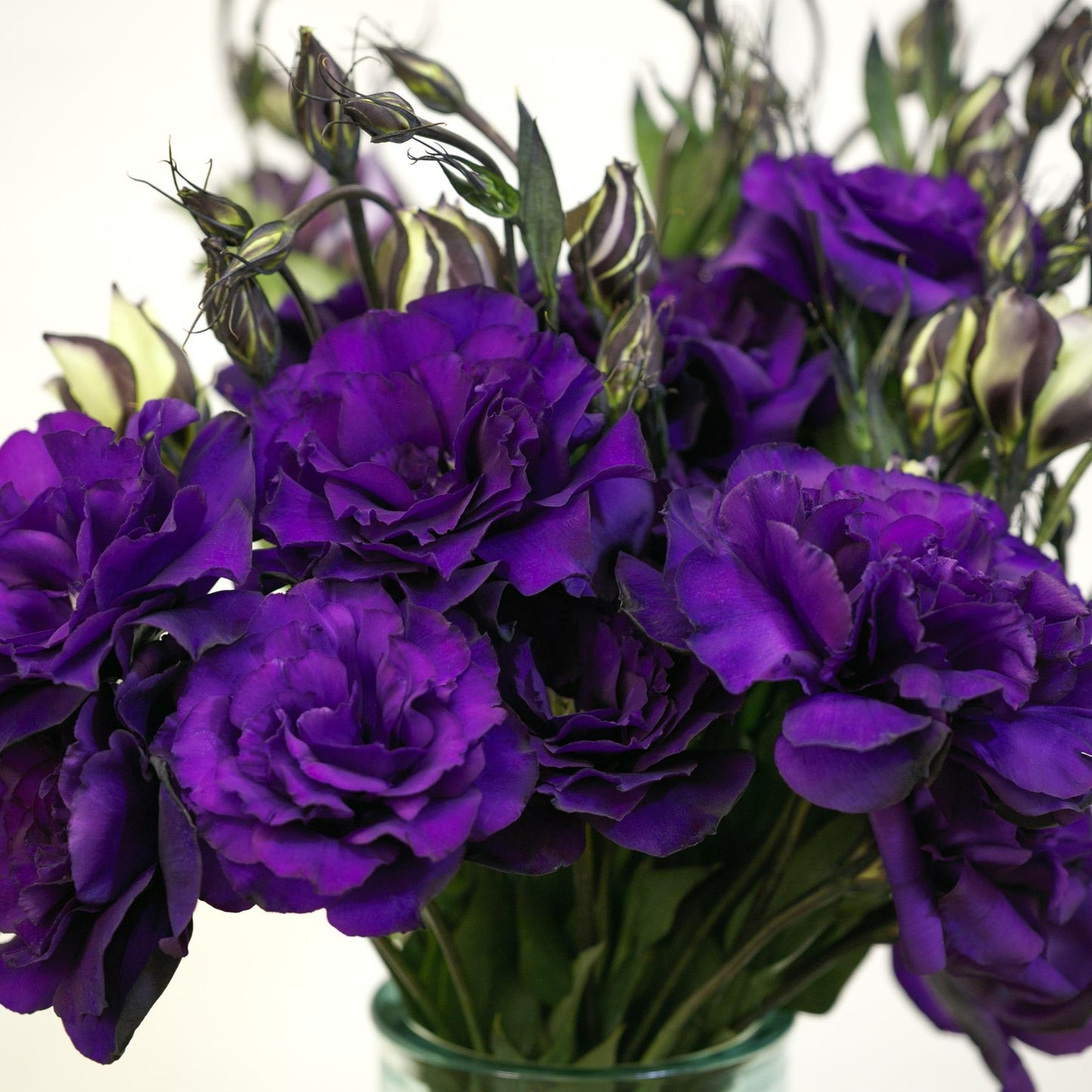 Lisianthus Echo Series