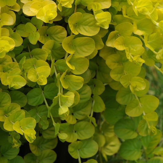 Lysimachia