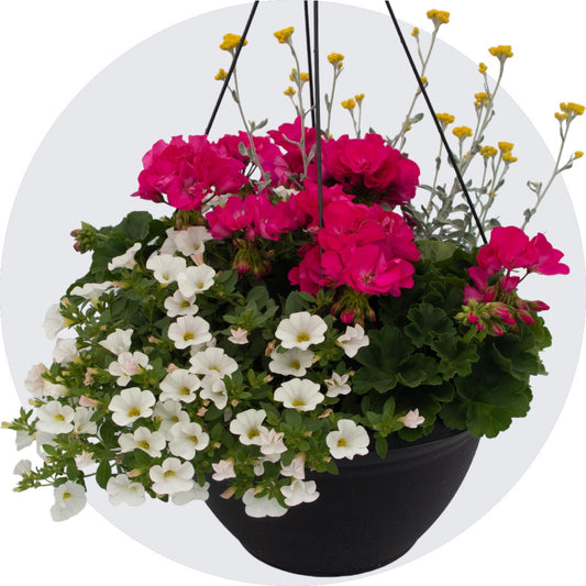 Mixed Hanging Basket