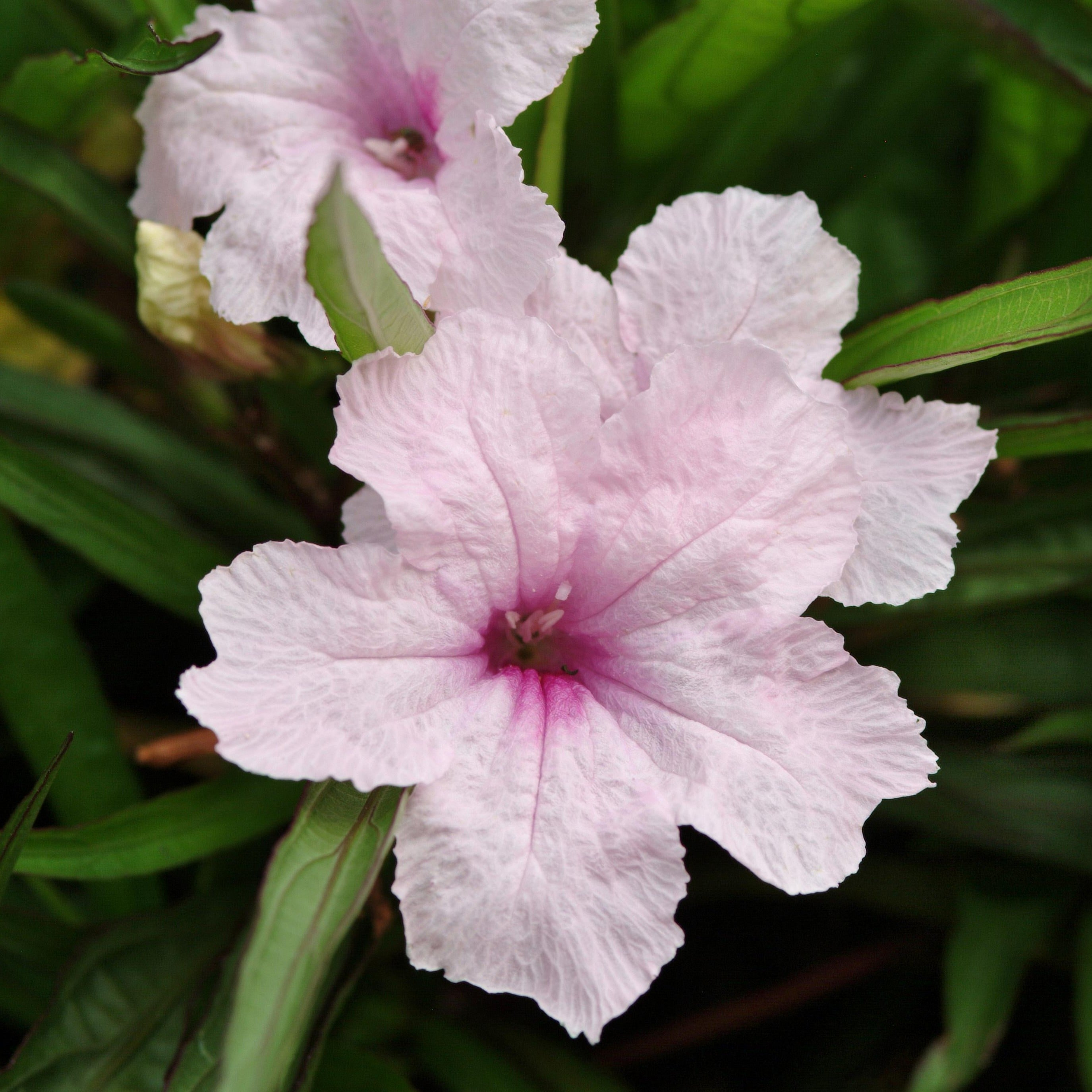 Ruellia Southern Star Pink – Red Valley