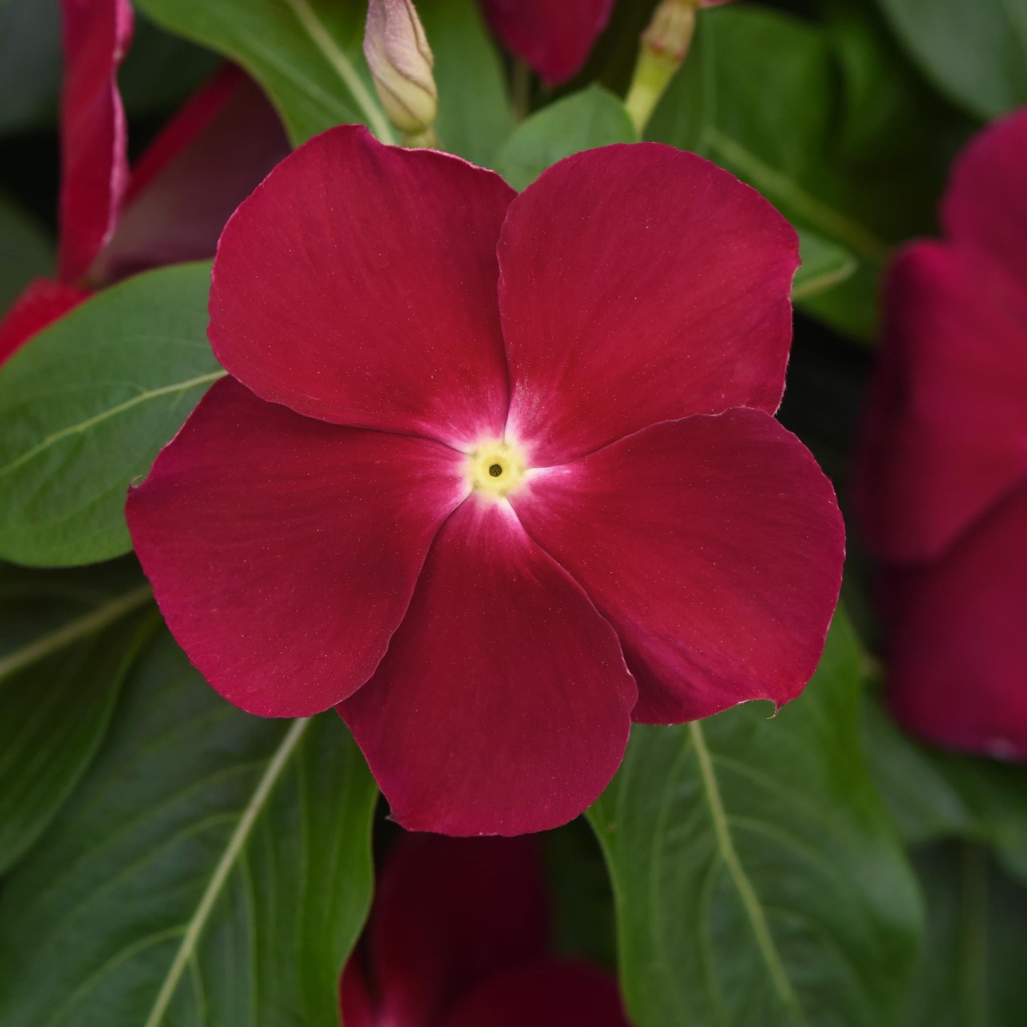 Vinca Titan Series – Red Valley