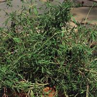 Summer Savory