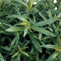 Tarragon