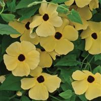 Thunbergia