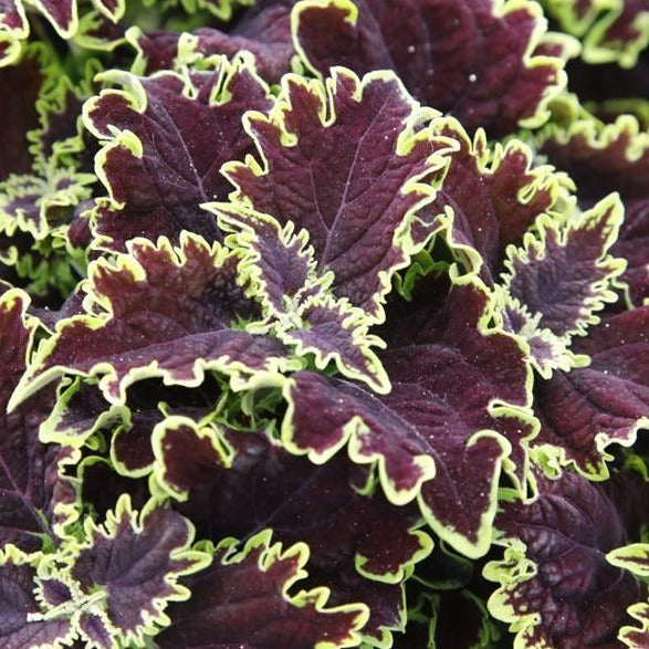 Coleus Mainstreet Series